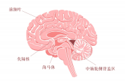 腦科學告訴你：為何這么多學生一天到晚變得“死氣沉沉”？